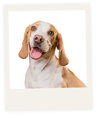 Mila moja ist wie ein Wohlfühlfutter für meinen Hund.